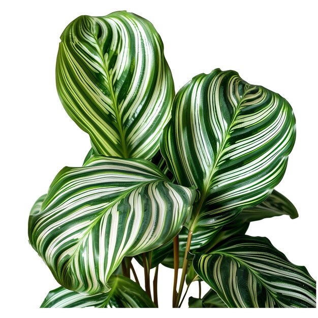 PSD calathea ornata pinstripe calathea leaves tropical foliage