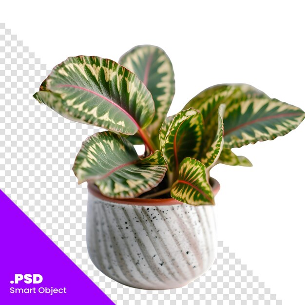 Calathea Variegata W Doniczce Izolowana Na Białym Tle Szablon Psd