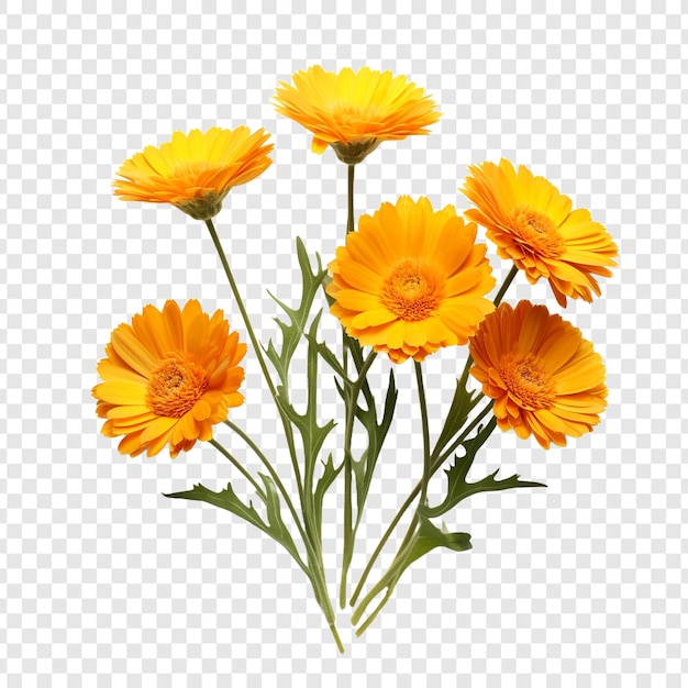 PSD fiori di calendula isolati su uno sfondo trasparente