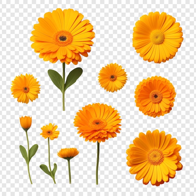 PSD calendula flowers isolated on transparent background