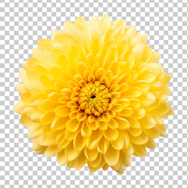 PSD calendula png isolato su sfondo trasparente