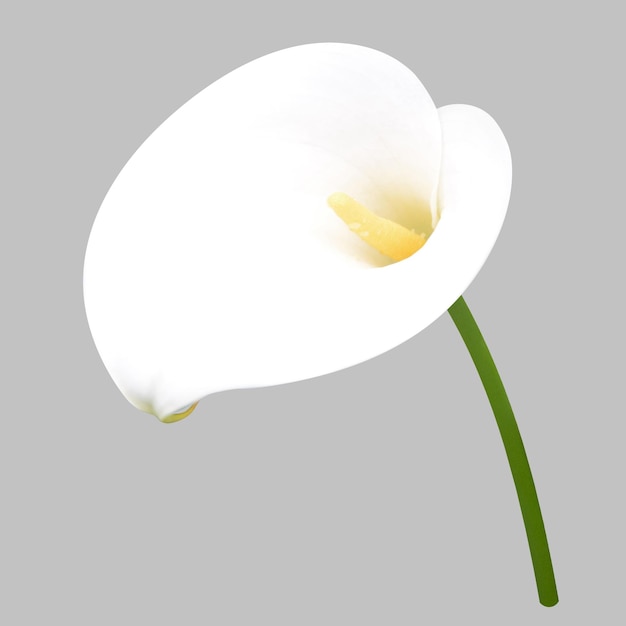 PSD calla lelie geïsoleerd jpg-bestand en photoshop-bestand