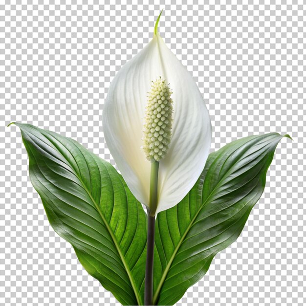 Calla lily png isolated on transparent background