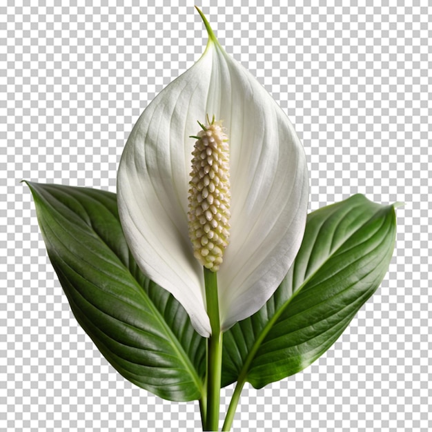 PSD calla lily png isolated on transparent background