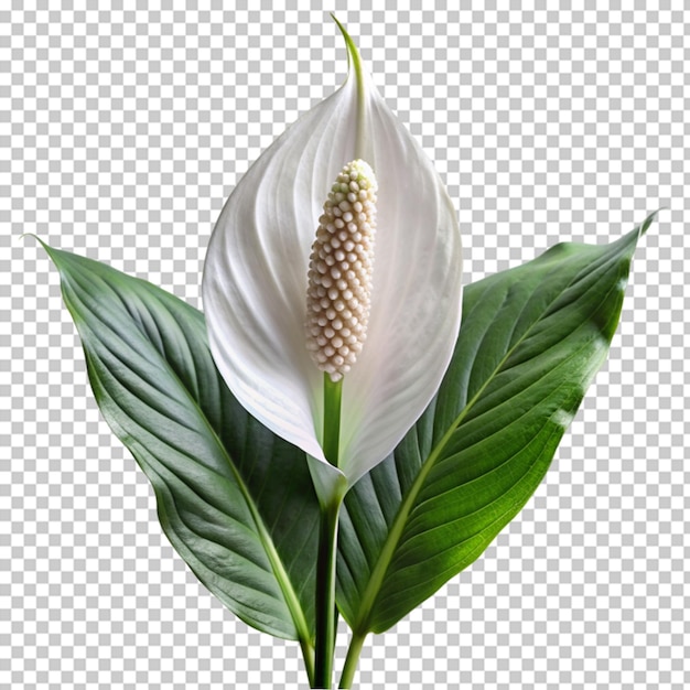 PSD calla lily png isolated on transparent background