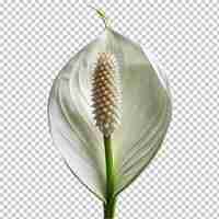 PSD calla lily png isolated on transparent background