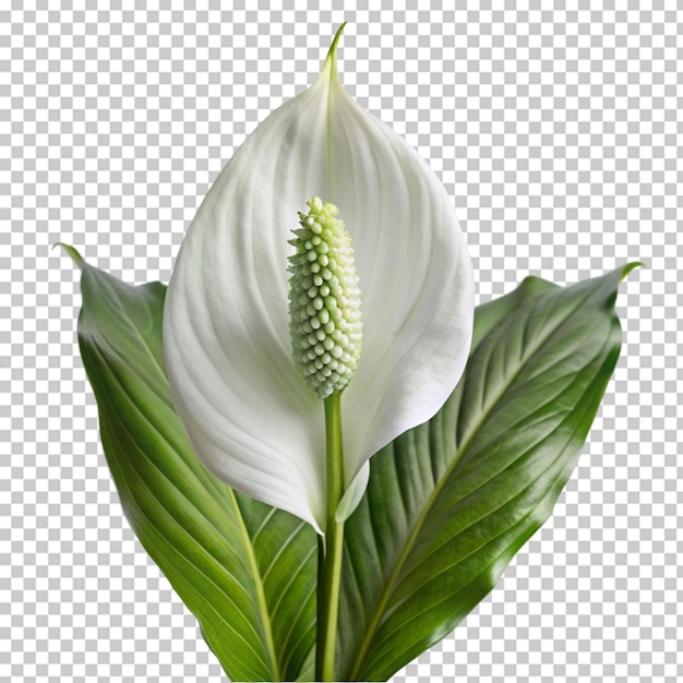 PSD calla lily png isolated on transparent background