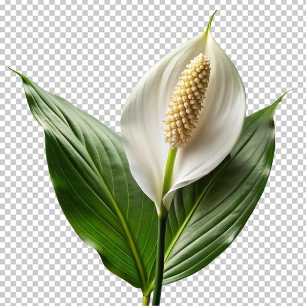 PSD calla lily png isolated on transparent background