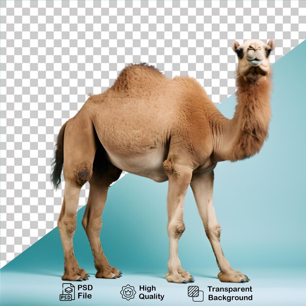 PSD camel isolated on transparent background png file