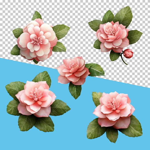 PSD camellia flowers