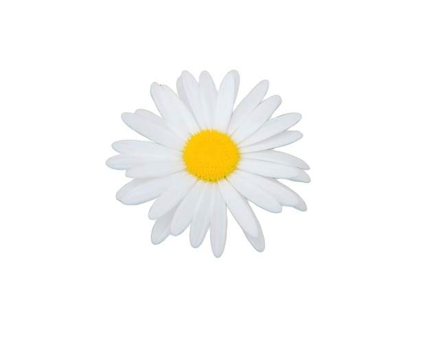 Camomile daisy on white background isolated