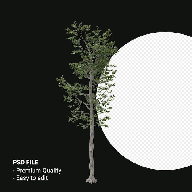 PSD camptotheca acuminata 나무 3d 렌더링에 고립 된 투명 한 배경