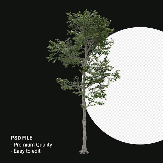 PSD camptotheca acuminata albero 3d render isolato su sfondo trasparente