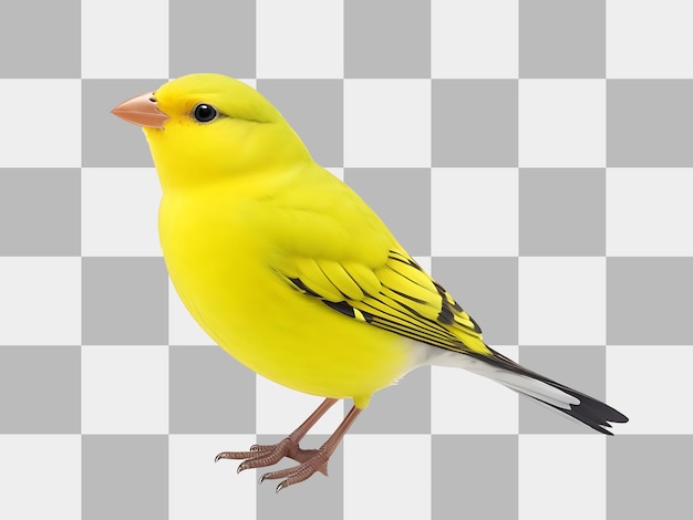 PSD canary bird