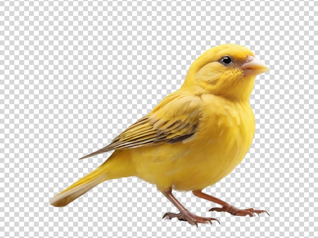 PSD canary on transparent background