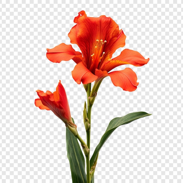 PSD canna lily bloem geïsoleerd op transparante achtergrond