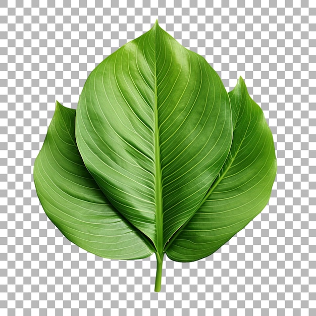 PSD canna lily leaf on transparent background