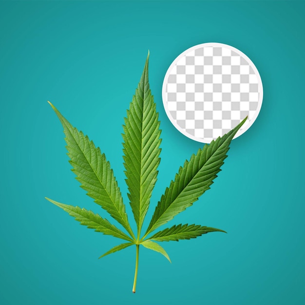 PSD cannabis detailed leaf vector illustrated object isolated