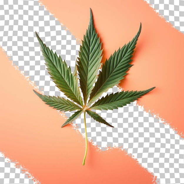 Cannabis leaf dry transparent background