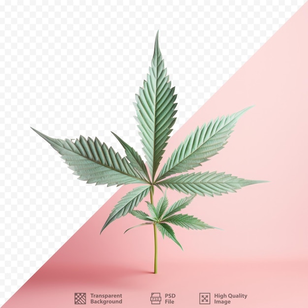 PSD 透明な背景に分離された大麻の葉