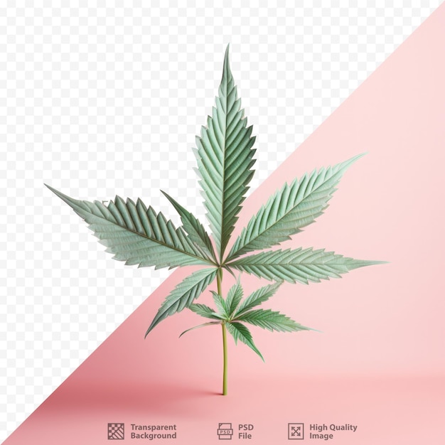 PSD cannabis leaf isolated on transparent background