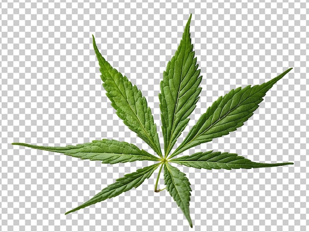 Cannabis leaf plant
