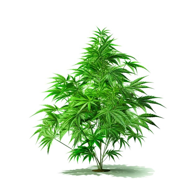 PSD cannabis legalize vector image