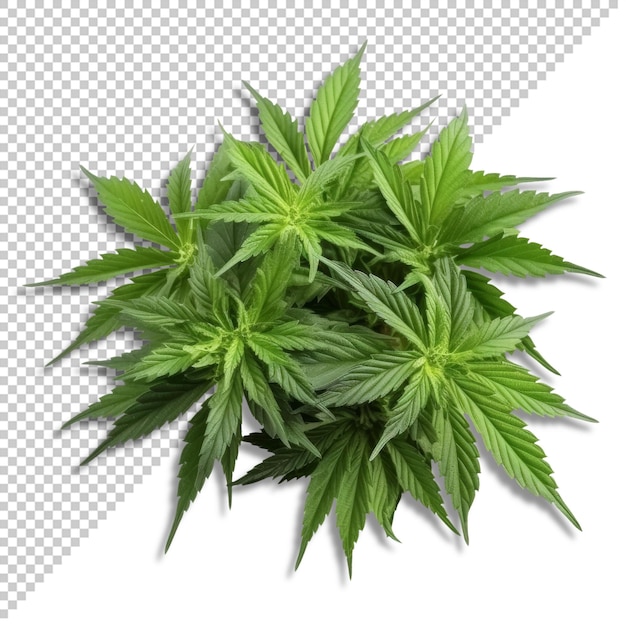 PSD Растение марихуаны каннабиса на белом или прозрачном фоне