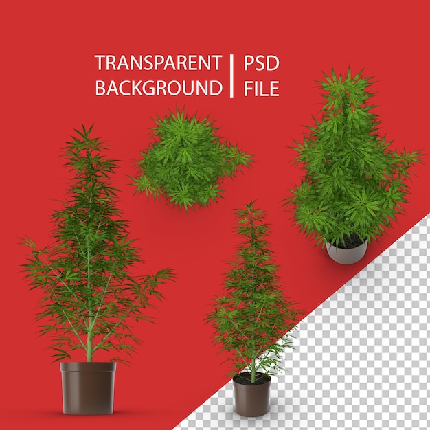 PSD cannabis sativa png