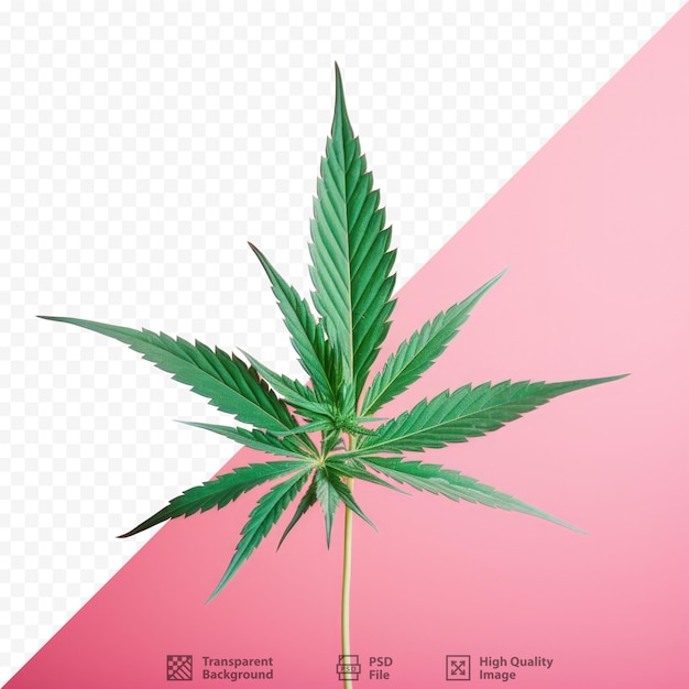 PSD cannabisblad geïsoleerd op transparante achtergrond