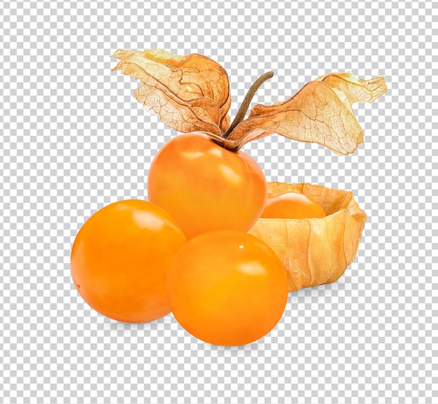 PSD 케이프 구스베리 physalis 절연 프리미엄 psd