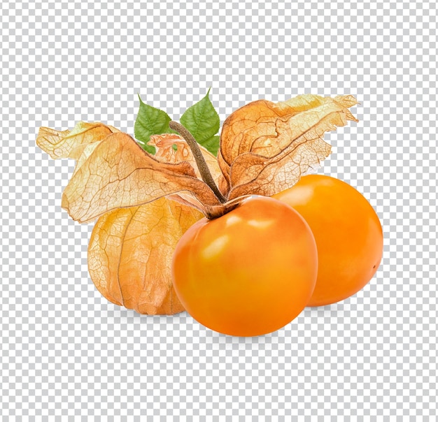 PSD cape gooseberry physalis with leaves isolated premium psd