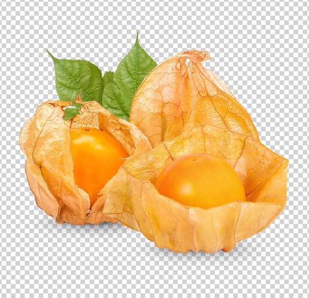 Cape gooseberry, physalis with leaves isolated premium psd