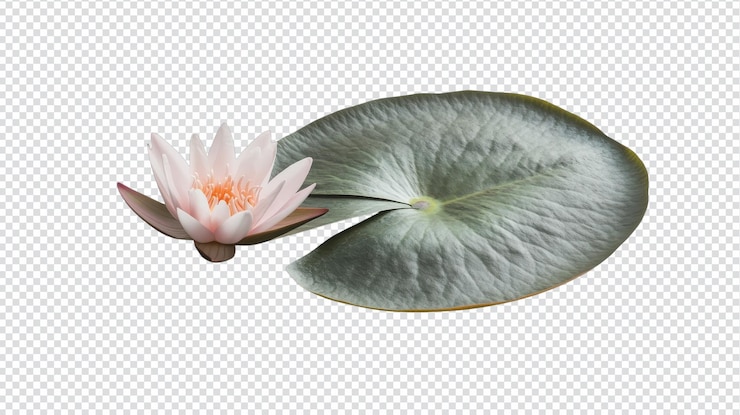 PSD a captivating single lily pad with a delicate pink flower perfect for naturethemed designs and illustrations