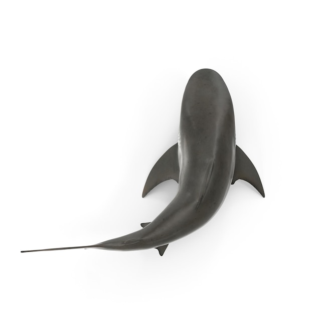 Carcharhinus Leucas Shark PSD ファイルは水生生物デザインのための高品質の海洋生物モデリングです