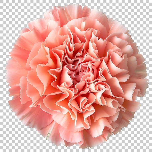 PSD carnation png with transparent background