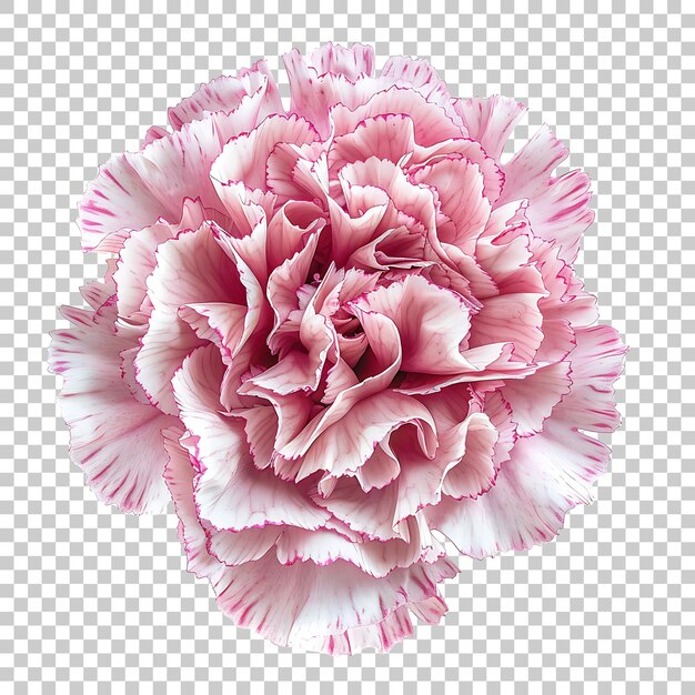 PSD carnation png with transparent background