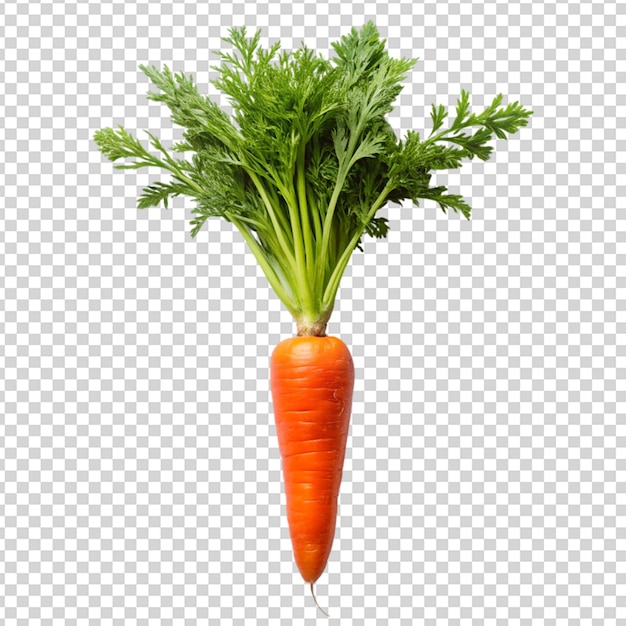Carrot Isolated on transparent background
