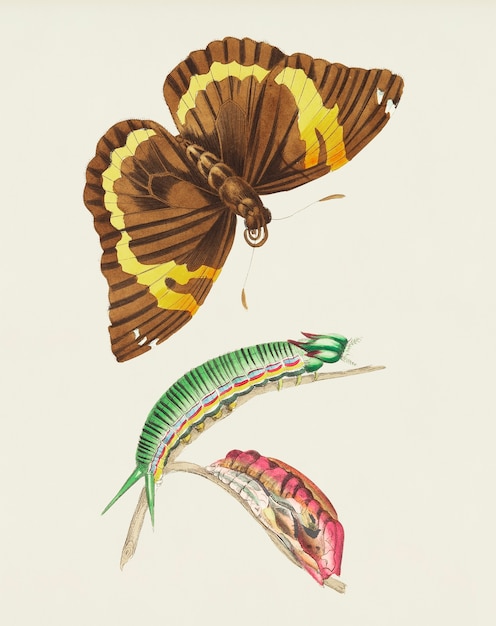 PSD cassia butterfly illustration