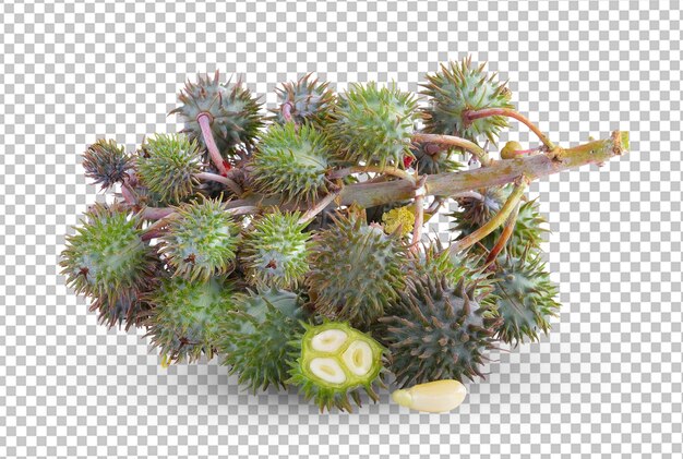 PSD castor oil plant on alpha layer