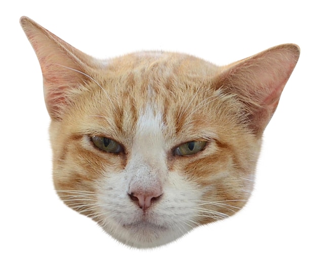 PSD cat head transparent background on psd file