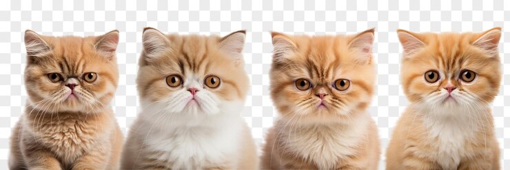 PSD 투명한 배경에 고립된 고양이