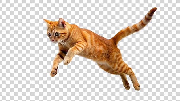 PSD cat jump isolated on transparent background