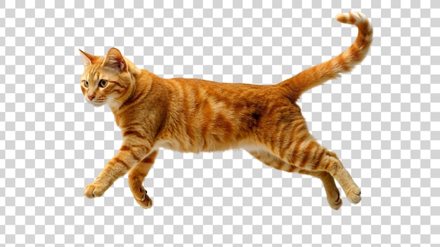 PSD cat jump isolated on transparent background