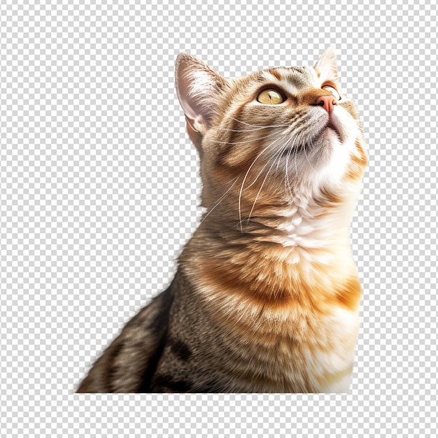 PSD cat photography