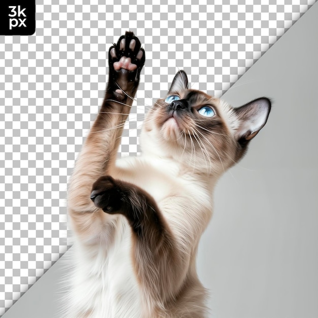 a cat with a blue eye and paw on its paw