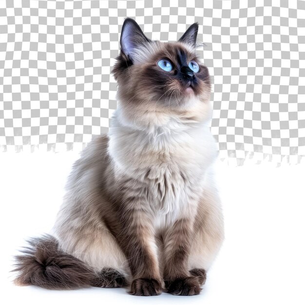 PSD un gatto con gli occhi blu e un occhio blu