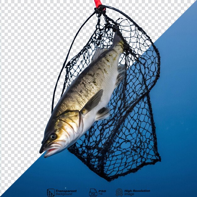 PSD catch alaska pollock using a net isolated