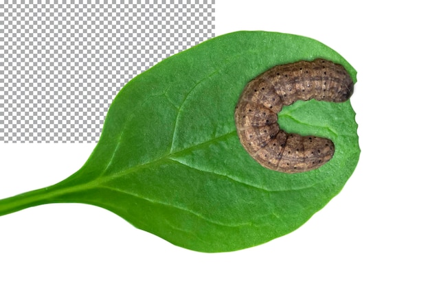 Caterpillar on green leaf isolated on transparent background