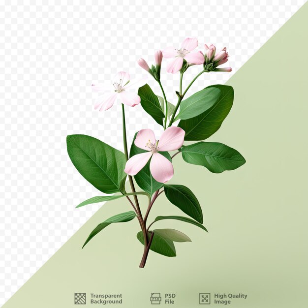 PSD catharanthus roseus don is een vaste plant die bekend staat om zijn decoratieve en helende eigenschappen